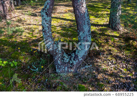 The forked trunk of a pine tree is affected by lichen.Textured wood surface with a colony of lichens. Mushroom ecosystem on the bark of trees The forked trunk of a pine tree is affected by lichen.Textured wood surface with a colony of lichens. Mushroom ecosystem on the bark of trees 68955225