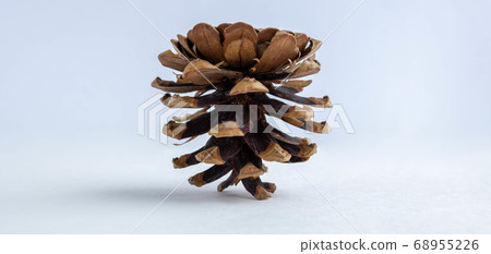 Inverted pine cone isolated on a white background 68955226