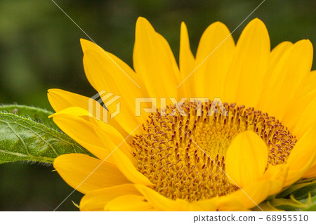 sunflower sunflower 68955510