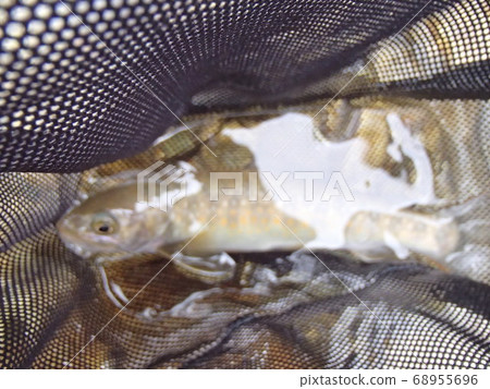 Rock fish above the clouds Rock fish above the clouds 68955696