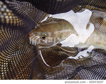 Rock fish above the clouds 68955697