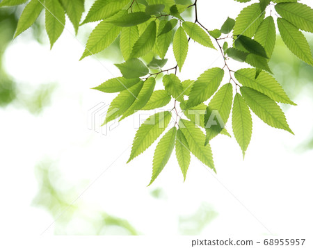 新鮮的綠色zelkova葉子 68955957