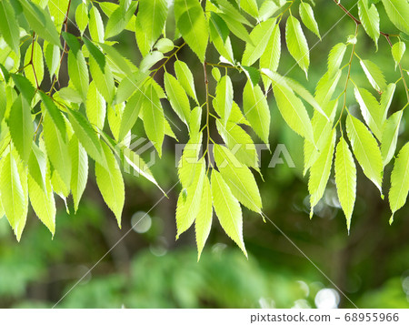 新鮮的綠色zelkova葉子 68955966