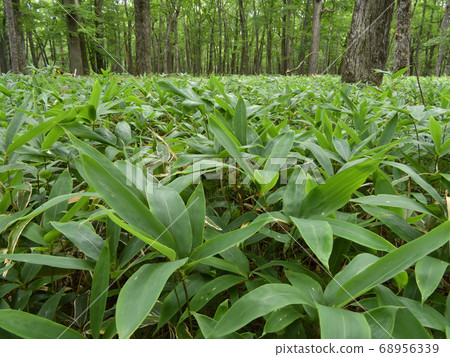 Kumazasa's overgrown forest Kumazasa's overgrown forest 68956339