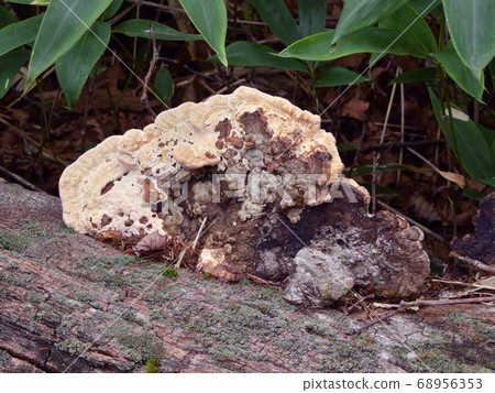 倒在一棵樹上的石棺苔蘚 68956353