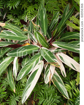 Stromante trio star 68956366