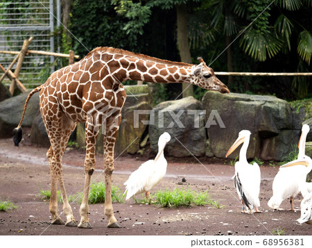 Giraffe  Giraffe  68956381