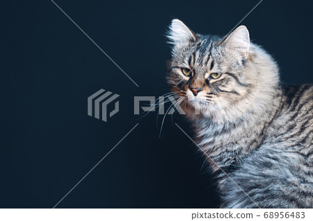 Striped fluffy cat. 68956483