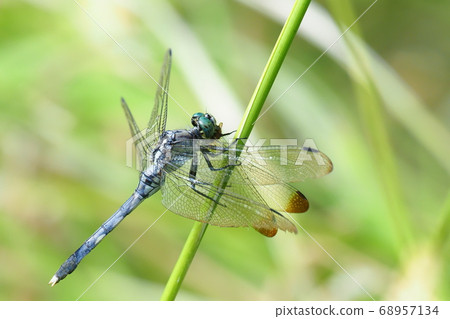 White-tailed dragonfly (male) predating Mayutate Akane White-tailed dragonfly (male) predating Mayutate Akane 68957134