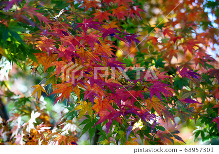 Graduation of autumn leaves 68957301