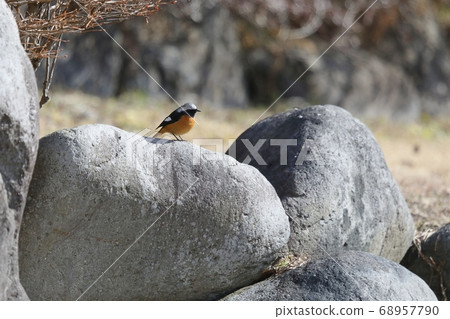Redstart in the park Redstart in the park 68957790
