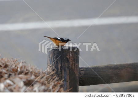 Redstart in the park Redstart in the park 68957802