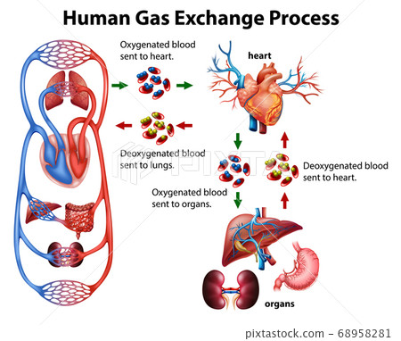 Medical infographic of human gas exchange process Medical infographic of human gas exchange process 68958281