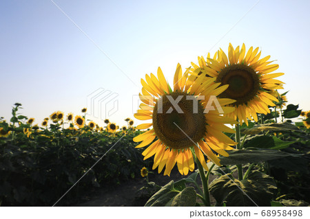 Sunflower 2147 68958498