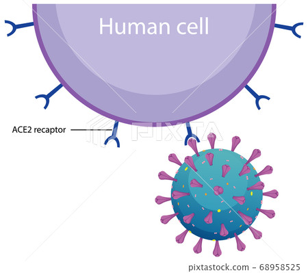 Informative human cell and coronavirus diagram 68958525