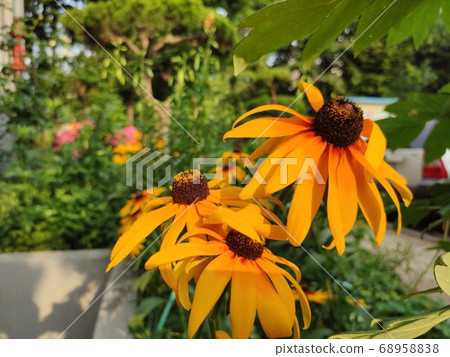 黃雛菊屬 黃雛菊屬 68958838