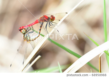 Natsuakane (mating) 68958988