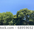 Blue sky and trees 68959032