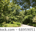Small diameter of forest 68959051