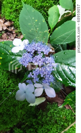 Mountain landscape 68959057