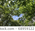 Blue sky between trees 68959122