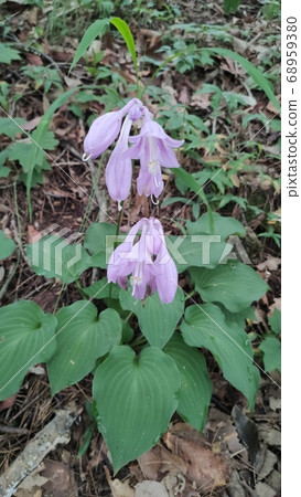 一月鯨脂 一月鯨脂 68959380