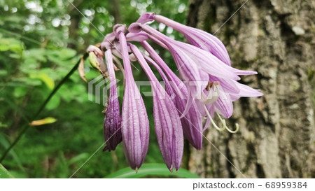 January blubber January blubber 68959384