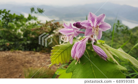 January blubber January blubber 68959385