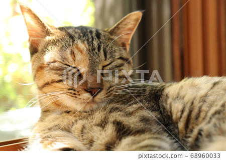 A cat sleeps happily by the screen door 68960033