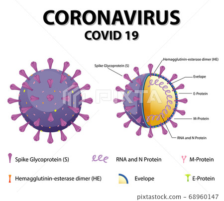 Diagram of Corona virus particle structure 68960147