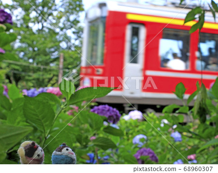 繡球花和山區鐵路 68960307