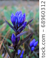Gentian 68960312