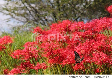 Higanki flower and butterfly 68960313