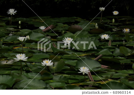 Water lily blooming in pond 68960314