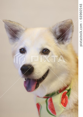 A dog with a bandana staring with a smile 68960548
