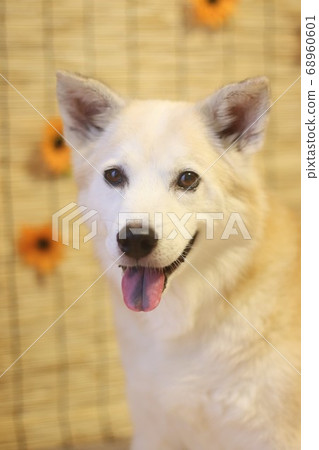 Dogs and blinds staring with a smile 68960601