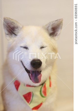 Dog with bandana and eyes closed Dog with bandana and eyes closed 68960691