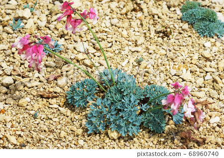 Queen of alpine plant Coxa 68960740