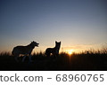 Sunset and silhouettes of two dogs 68960765