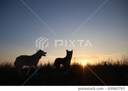 兩隻狗的日落和剪影 68960765