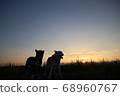 Sunset and silhouettes of two dogs 68960767