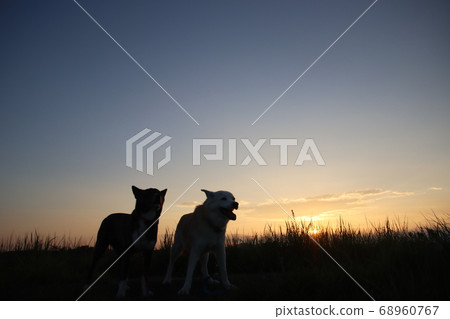 Sunset and silhouettes of two dogs 68960767
