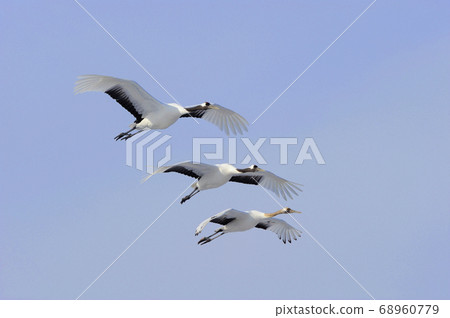 日本起重機家族降落（北海道鶴井村） 68960779