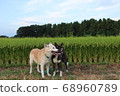 Rural landscape with two smiling dogs 68960789
