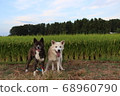 Rural landscape with two smiling dogs 68960790