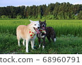 Rural landscape with two smiling dogs 68960791