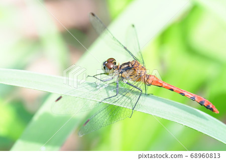 Himekane (male) 68960813