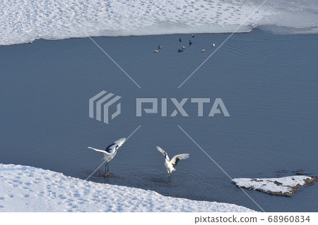 Dance of Japanese cranes in early spring (Tsurui Village, Hokkaido) 68960834