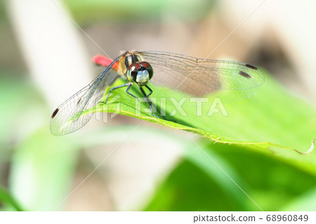 Himekane (male) 68960849