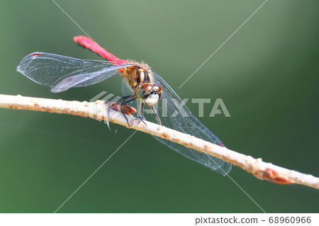 Himekane (male) 68960966